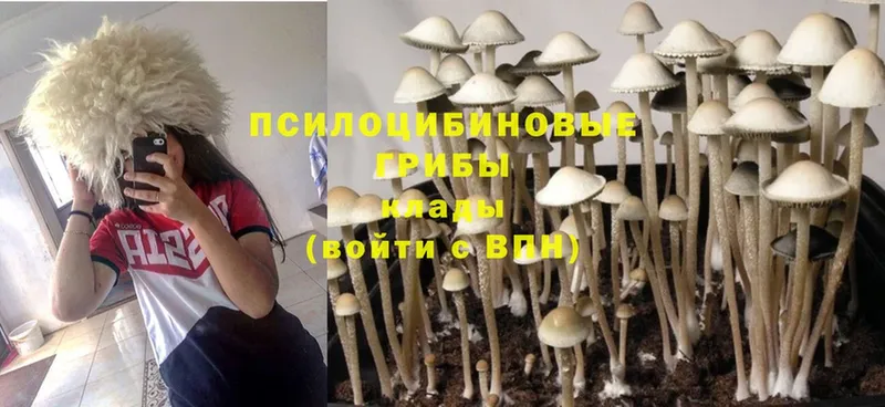 Галлюциногенные грибы Cubensis  Аша 